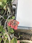 En nog meer Afrikaanse planten