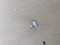 Een inktvisje we hebben geprobeerd hem terug in zee te doen weet niet of hij weer is gaan zwemmen