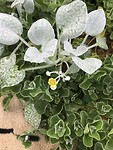 Een plantje met een laagje witte was op de blaadjes