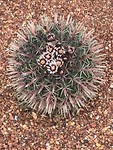 Een prachtige cactus