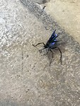 Weet niet wat voor insect het is maar het had mooie kleuren