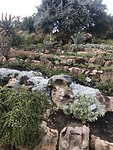 Rotsplantjes