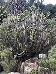 Cactussen