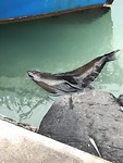 En dan zwemt er gewoon een zeehond