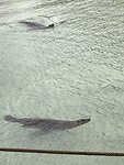 En nog meer zeehonden