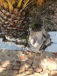 Een muur om de bomen heen geplaatst