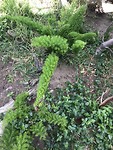 Mooie planten