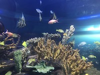Aquarium