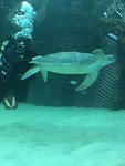 Schildpad