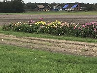 Aan de wandel