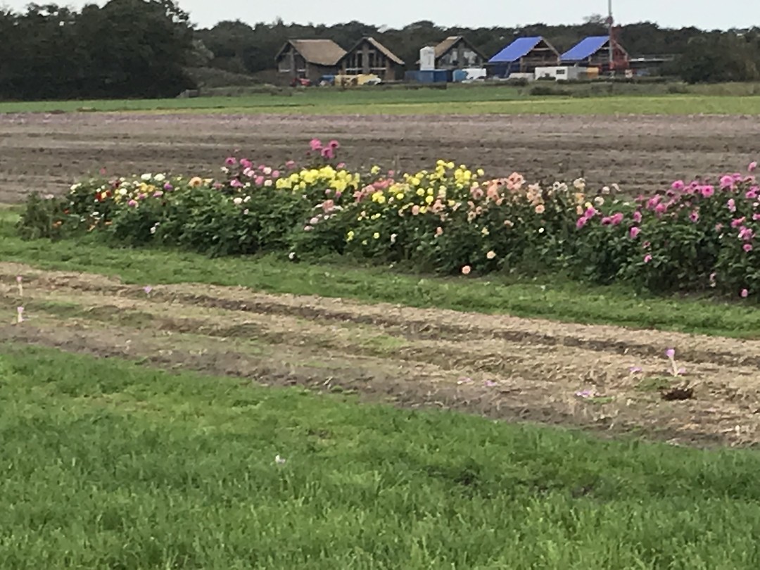 Aan de wandel