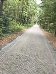 En door bossen