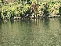 Reiger probeert visje te verschalken