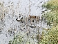 Eenden zwemmen hier ook