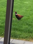 Een fazant in de tuin.