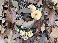 Zo veel paddestoelen