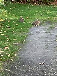 Konijntjes op het park