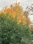 De bomen kleuren prachtig