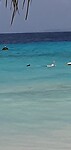 Nog een snorkelende Gonda
