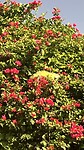 De bougainville zit vol met grote leguanen