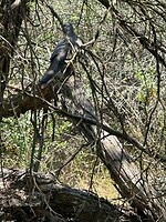 Zoekplaatje maar er zit een vogel in de boom