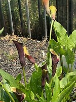 Andere kleur Calla