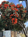 Overal begint de bottlebrush nu te bloeien