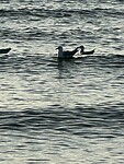 Ook de meeuwen genieten in het water