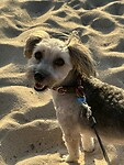 Poppy geniet ook