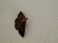 Een mot in huis. Heb hem netjes naar buiten laten vliegen