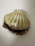 Deze schelp vond ik gisteren nog bij de zee