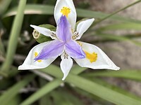 Mooi bloemetje