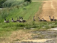 Wandeling rond Axel in juli