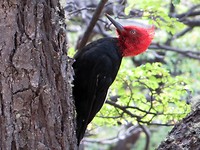IMG_1268