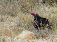 IMG_1468