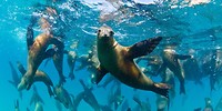 sealions