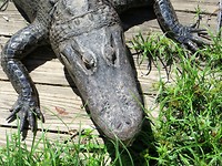 IMG_2099