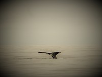 IMG_2231