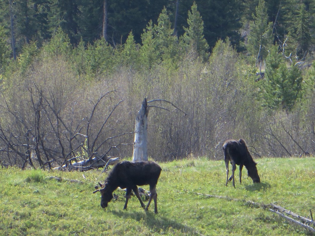 IMG_2425