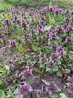 IMG_6698