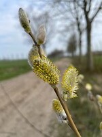 IMG_6701