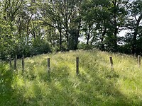 IMG_7243