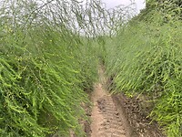 IMG_7355