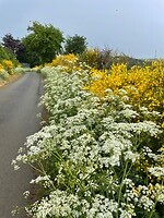 IMG_0484