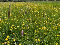 IMG_0545