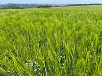 IMG_0566