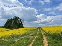 IMG_4549