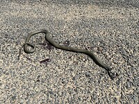 IMG_4623