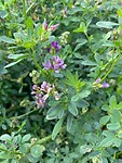 image00018