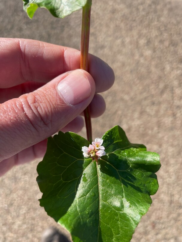 image00020